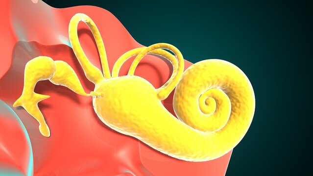 Ear parts anatomy. 3d illustration 