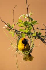 Male Southern Masked Weaver (Swartkeelgeelvink) (Ploceus velatus) building a nest in Rietvlei Nature Reserve, Pretoria, Gauteng, South Africa