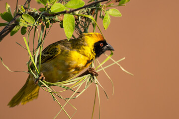 Male Southern Masked Weaver (Swartkeelgeelvink) (Ploceus velatus) building a nest in Rietvlei Nature Reserve, Pretoria, Gauteng, South Africa