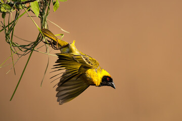 Male Southern Masked Weaver (Swartkeelgeelvink) (Ploceus velatus) building a nest in Rietvlei Nature Reserve, Pretoria, Gauteng, South Africa