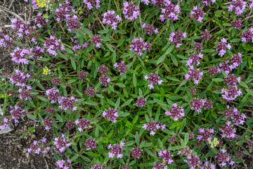 Blooming wild thyme filled with small purple flowers and green oval leaves in a natural setting during daylight hours