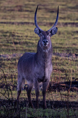 Waterbuck (Kobus ellipsiprymnus) (Waterbok) in Rietvlei Nature reserve, Pretoria, Gauteng, South Africa