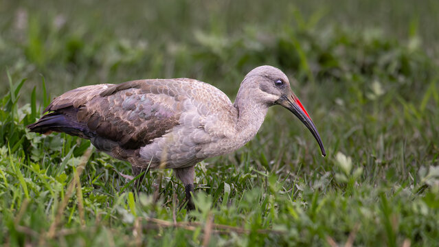 Breeding Hadeda Ibis (Hadeda) (Bostrychia hagedash) in Rietvlei Nature Reserve, Pretoria, Gauteng, South Africa
