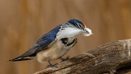 White-throated swallow (Witkeelswael) (Hirundo albigularis) with nesting material in its beak in Rietvlei Nature Reserve, Pretoria, Gauteng, South Africa