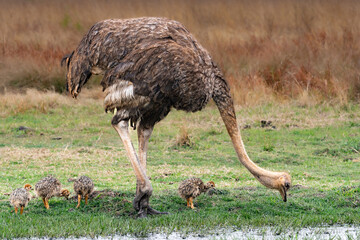 Very young South African Ostrich chicks (Struthio camelus australis) in Rietvlei Nature reserve, Pretoria, Gauteng, South Africa
