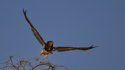 Black-chested Snake Eagle (Swartborsslangarend) (Circaetus pectoralis) in Rietvlei Nature Reserve, Pretoria, Gauteng, South Africa