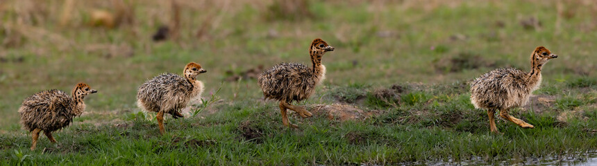 Very young South African Ostrich chicks (Struthio camelus australis) in Rietvlei Nature reserve, Pretoria, Gauteng, South Africa