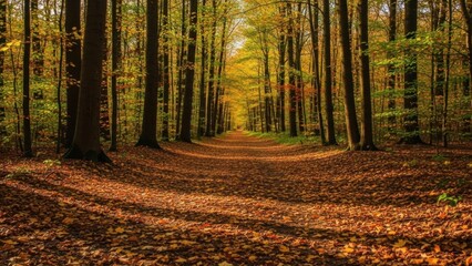 Scenic autumn path covered in golden forest leaves