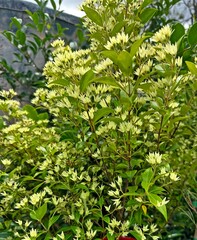 Backhousia myrtifolia plant with flowers. 