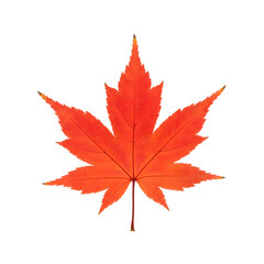 Vibrant Red Maple Leaf with Detailed Veins, Isolated on Pure White Background