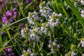 Wild thyme blooms among lush green grass with purple flowers in a sunny meadow during the afternoon in late spring