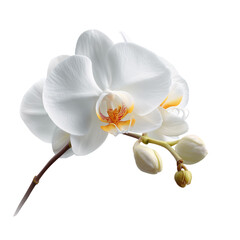white phalaenopsis orchid flower on transparent png background