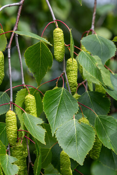 Lush green leaves and catkins of Betula pendula thrive on branches in a serene woodland showcasing nature's beauty in early spring