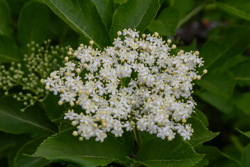 Sambucus nigra flowers bloom abundantly in a lush green garden showcasing white inflorescences among surrounding foliage during late spring