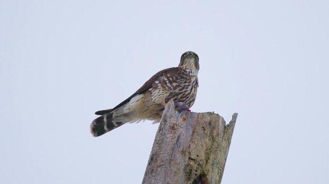 Merlin (Falco columbarius) Enjoying Its Meal, Detailed  Slow Motion Close Up of a Raptor with a Kill