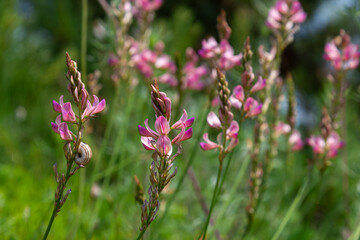 Beautiful common sainfoin flowers blooming in a lush green field under bright sunlight in spring