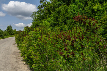 Colorful display of Amorpha fruticosa blooming along a quiet country road in springtime sunlight
