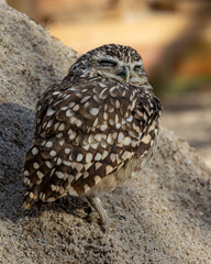 A small owl living predominantly in the Americas. 