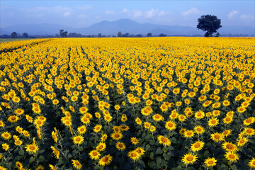 Vibrant field of sunflower in full bloom
