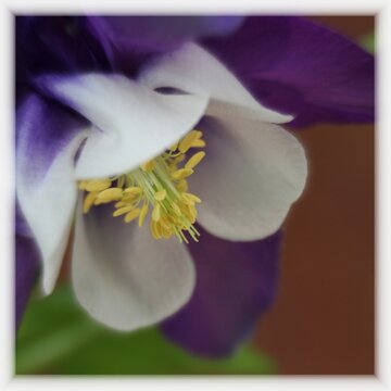 purple iris flower