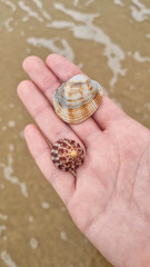 Seashells in a hand. Hand holding seashell at beach. Handful of seashells in hand. Shells on the palm against the sea background. Bunch of shells in hand.
