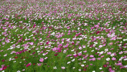 Cosmos flower field in full bloom.
