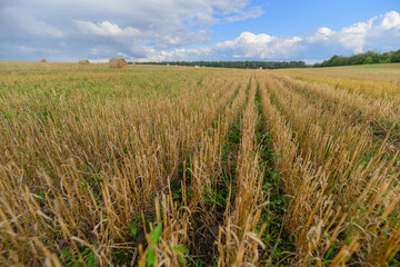 Naklejka premium A Vast Golden Wheat Field Stretching Under a Beautiful Blue Sky and Bright Sunshine