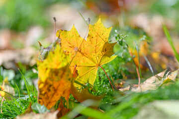 The Beautiful Autumn Leaves that Lie on the Ground Gleaming in the Warm, Golden Sunlight