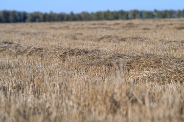Naklejka premium A Golden Field of Grain Flourishing Wonderfully Under a Clear and Beautiful Blue Sky Above