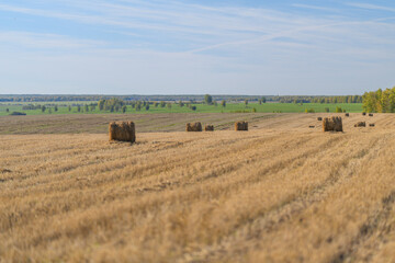 Fototapeta premium A Beautiful and Scenic Agricultural Landscape Featuring Hay Bales Spread Across a Vast Field