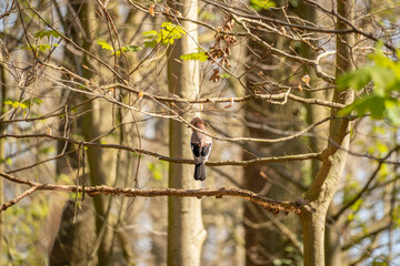 Eurasian jay (Garrulus glandarius) from backside perched on early spring branches.