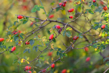 Vibrant and Beautiful Wild Rose Hips Displaying Their Bright Colors on a Lush Green Background