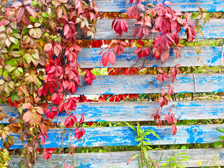 Vibrant red leaves climbing an old blue wooden fence in an autumn garden