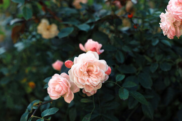 Pink tea roses growing in dark autumn cottage garden