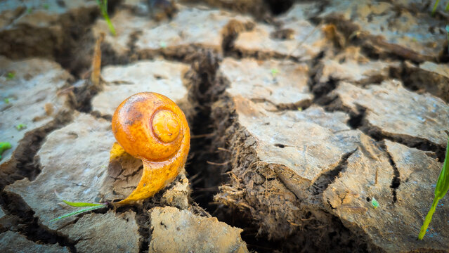 A close-up image of a snail shell resting on dry, cracked soil, symbolizing drought, climate change, and environmental stress