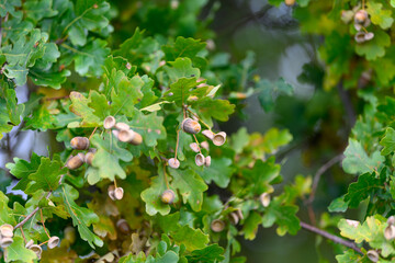 Obraz premium A closeup view of Oak Tree Leaves and Acorns showcasing the intricate beauty of nature