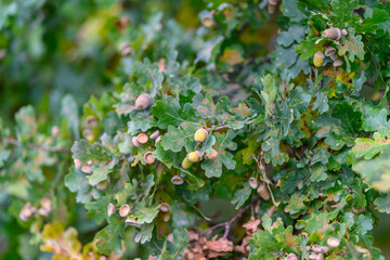 A stunning closeup view of beautiful Oak Leaves with Acorns nestled in lush, green foliage