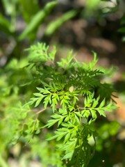High-resolution focus on the finely dissected, bright green compound leaves of a plant, highlighted under ambient sunlight.