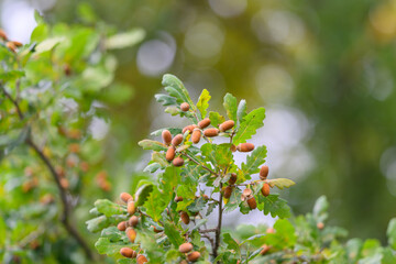 A CloseUp of Oak Tree Acorns Beautifully Surrounded by Lush Green Leaves in Nature