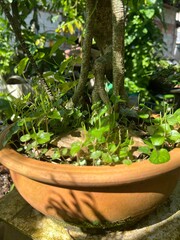 A terracotta container featuring the exposed roots and lower trunk of a small tree, surrounded by numerous small, herbaceous undergrowth sprouts