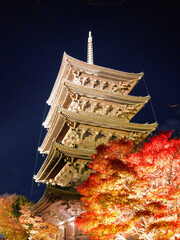 紅葉した木々越しにライトアップで浮かび上がる京都・東寺の五重塔を見る