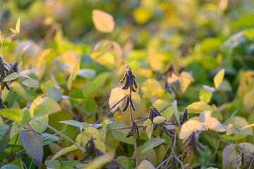 Bright dawn soybeans, Morning sunlight highlights vibrant young soybean sprouts, Serene field scene with young soybean seedlings shimmering under warm sunrise illumination