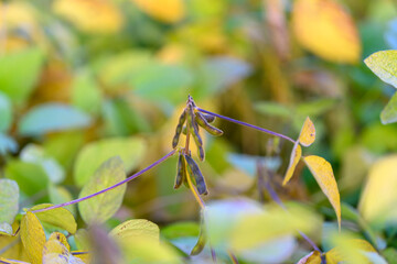 Concentrated soybean pods with fading leaves for farming analysis, Dense cluster of soybean pods amidst yellowing leaves used for crop evaluation and storytelling