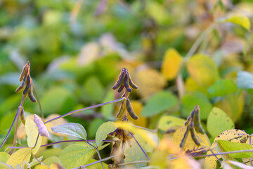Dewy soybean plant closeup scene, Early morning soybean field featuring moist pods and leaves, Tranquil rural scene showcasing dewcovered soybean pods at first light of day
