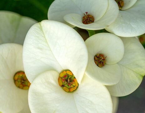 Close-up of creamy white euphorbia milii flowers, showcasing their geometric forms and reddish-yellow centers against green foliage