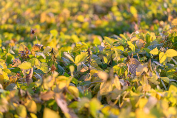 Obraz premium Fresh plant imagery, Sunlit soybean leaves detailed focus, Young soybean foliage bathed in morning light, Vivid closeup capturing soybean leaves and delicate veins clearly