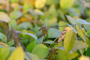 Soybean dew scene, Dewcovered soybean pods in peaceful countryside, Morning dew on soybean pods and leaves captured with soft lighting and shallow focus in countryside