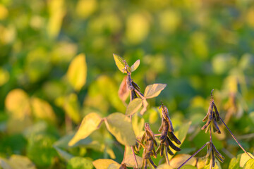 Young soybean growth at dawn with vibrant green leaves and developing pods, crisp detail, promising yield, commercial cultivation perspective and fresh morning energy