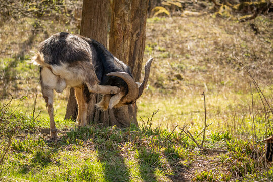 Male ram goat with big horns (Capra aegagrus hircus) scratching its ear with back leg on a sunny spring day