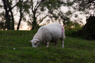 Obraz premium sheep in the field